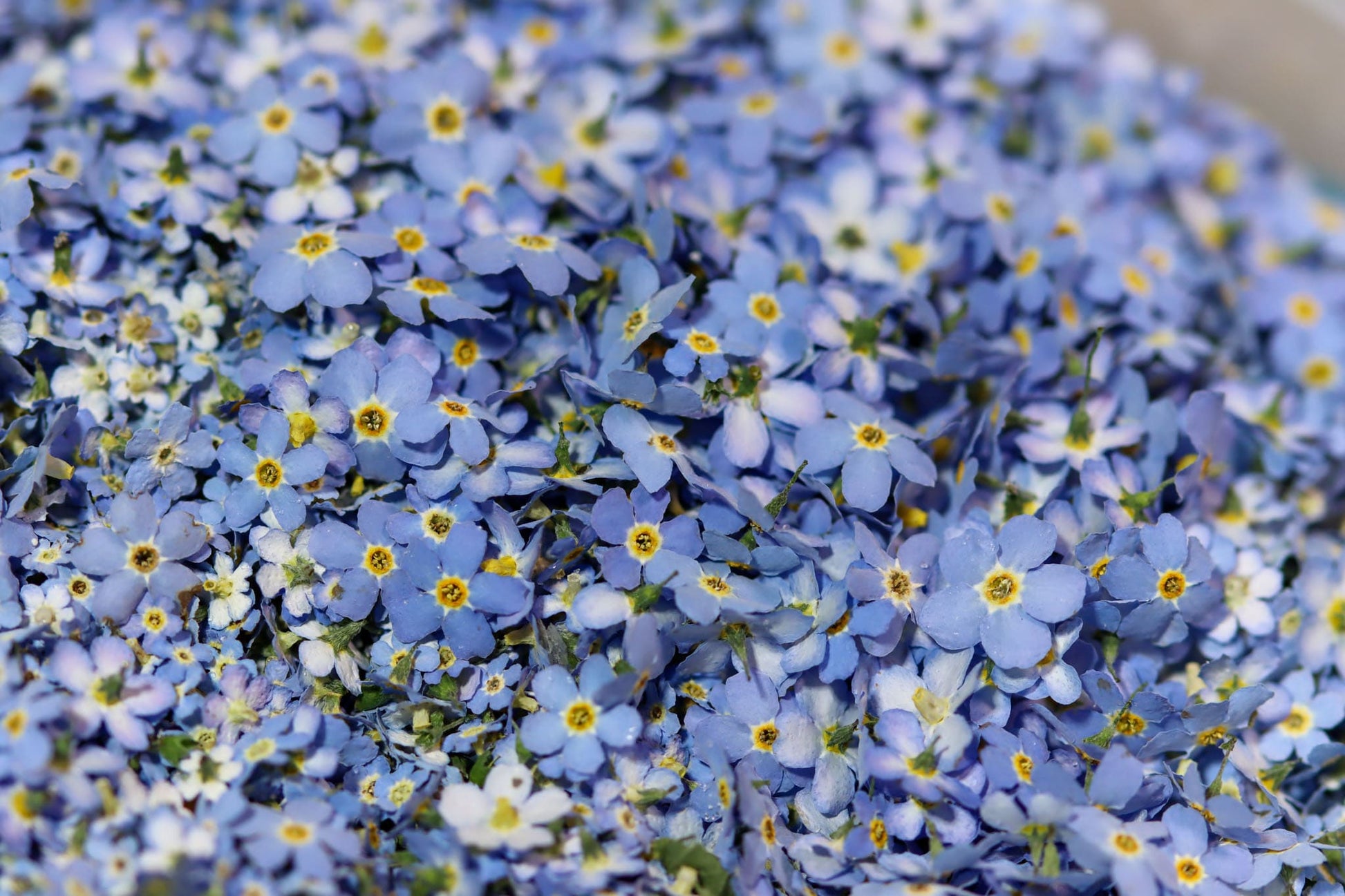 Kette Halskette Name Partner Vergissmeinnicht Vergiss mein nicht gold Silber Edelstahl Wunsch Geschenk Liebe Freundin Freund Mann Frau Geschenk Buchstabe Buchstabenkette Blume Flower Power Flowerpower blau lila 