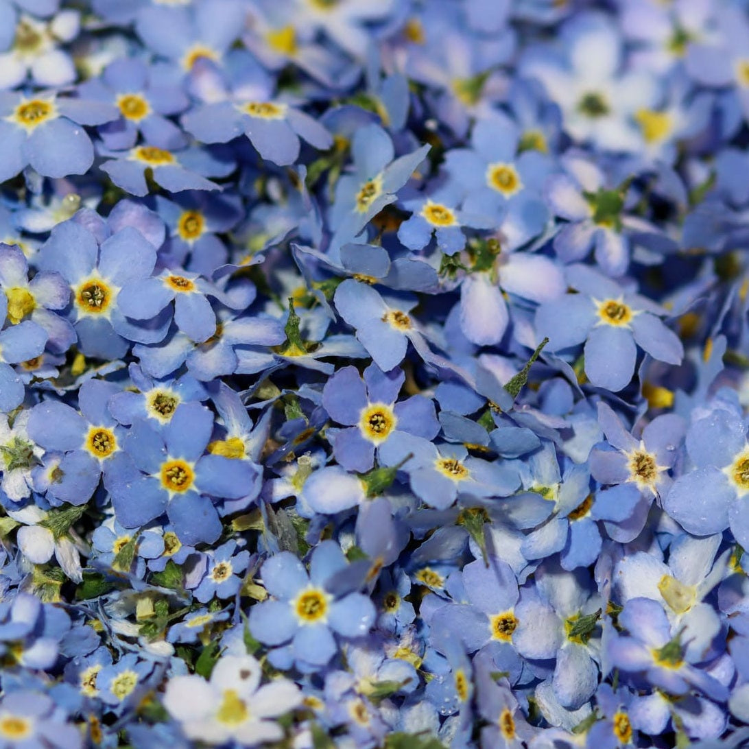 Blüten Vergissmeinnicht Blüte Pflanze Blume Garten